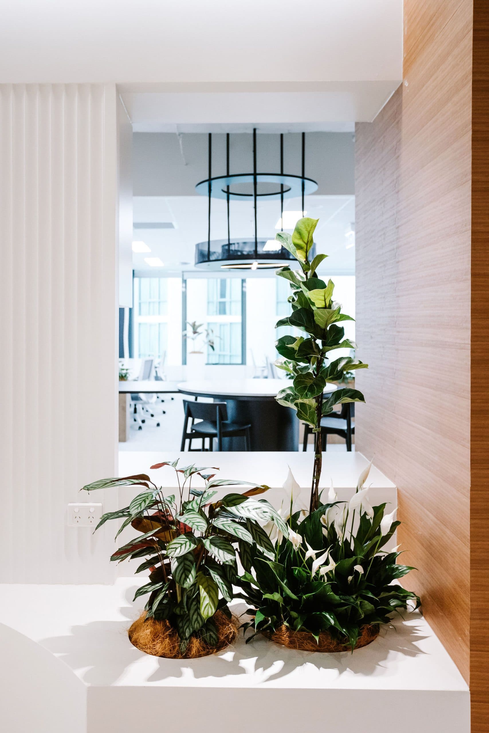 A Modern Office Space With Plants