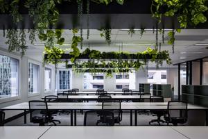 The 5 Best Plants For Your Office In Brisbane